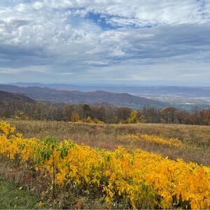 Meet your Posher, Carly